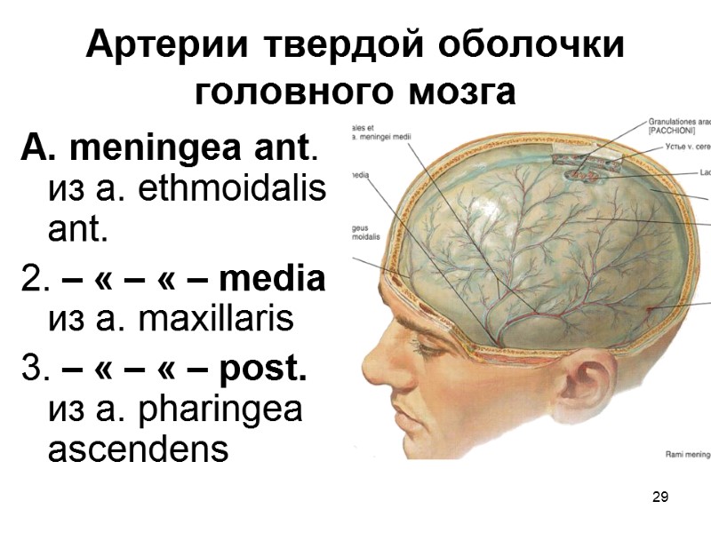 29 Артерии твердой оболочки головного мозга A. meningea ant. из а. ethmoidalis ant. 2.